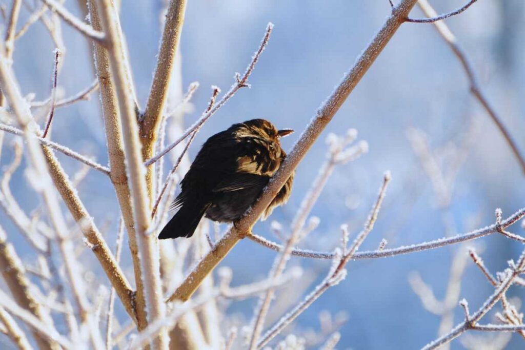Merlo su un albero tra i rami innevati