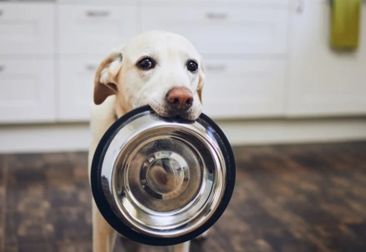 cane con ciotola in cucina