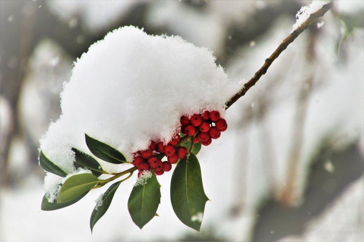 neve sopra una pianta con dei frutti rossi