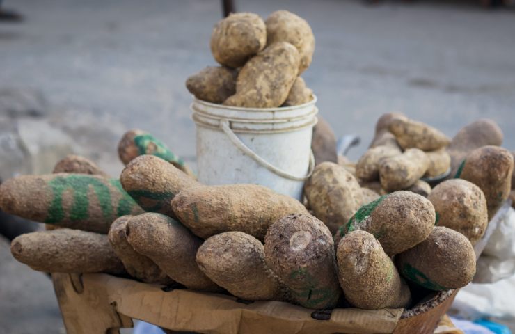 Ignami freschi su legno