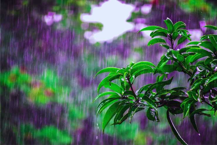 Pioggia inonda piante