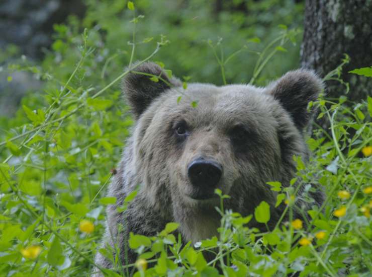 La faccia dell'orso bruno