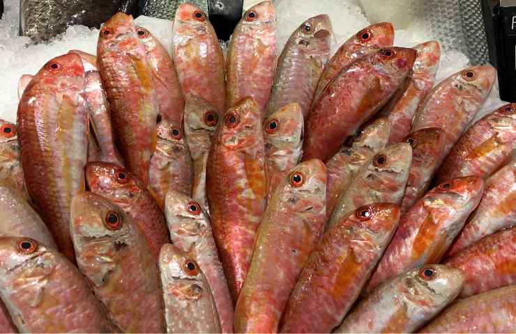 Triglie rosse a ventaglio