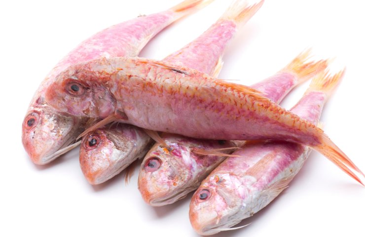 Triglie su sfondo bianco