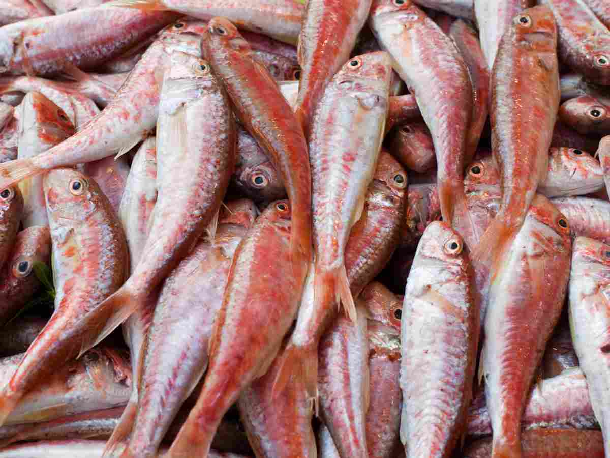 Triglie del Mar Rosso