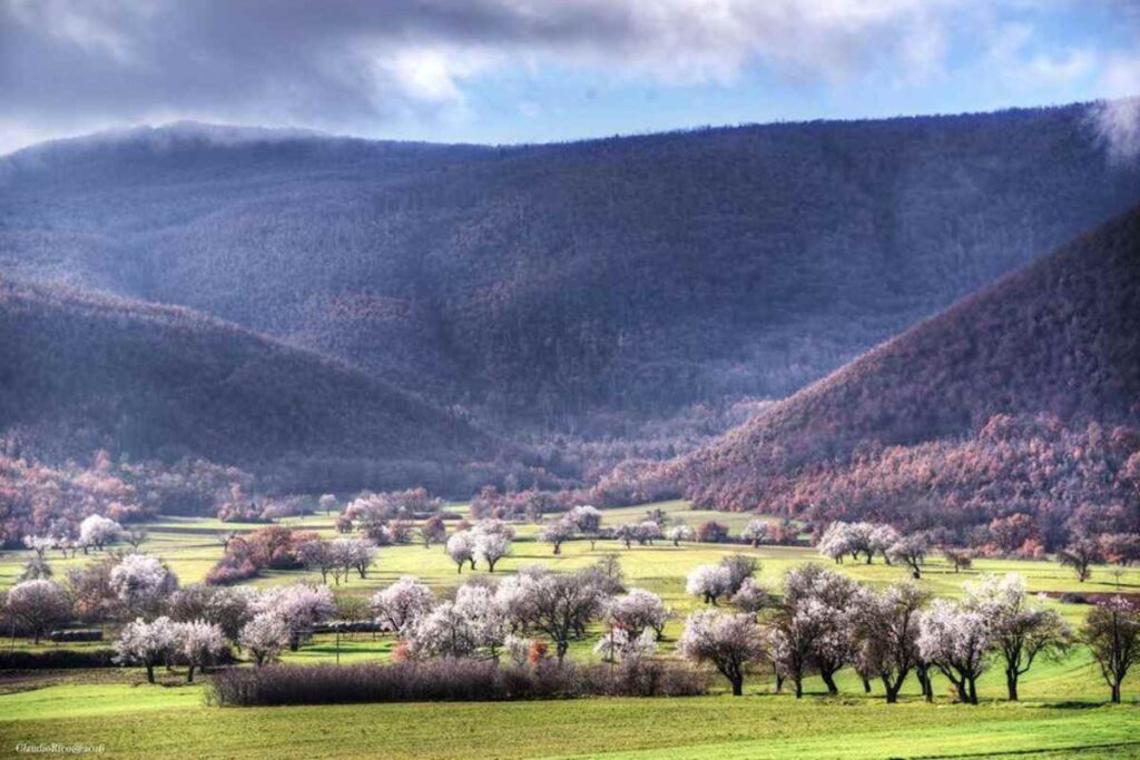 una vallata con degli alberi viola