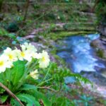 un ruscello e dei fiori sulla roccia