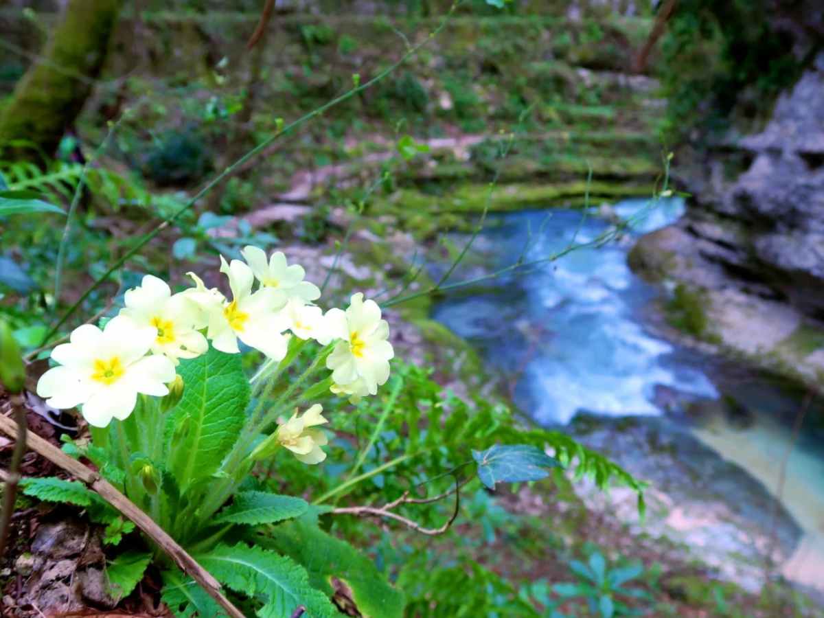 un ruscello e dei fiori sulla roccia