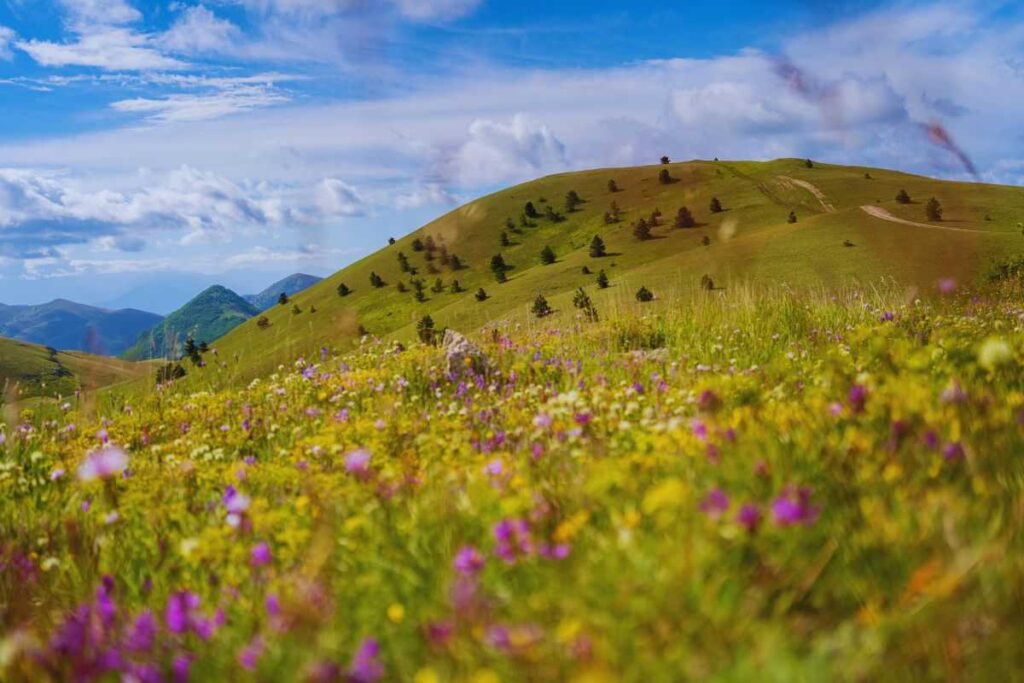 vallata in abruzzo con fiori