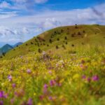 vallata in abruzzo con fiori