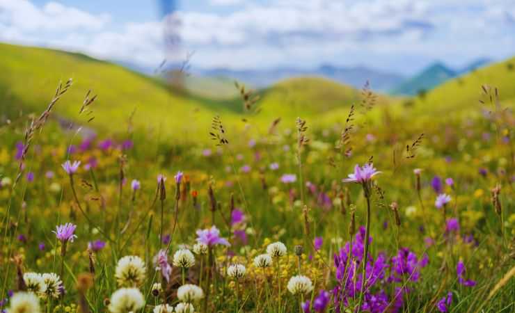 un prato pieno di fiori