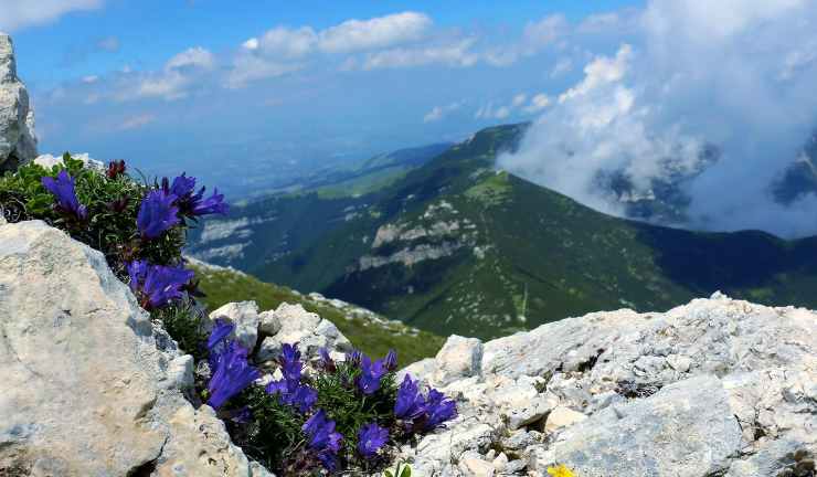 panorama di montagne e fiori