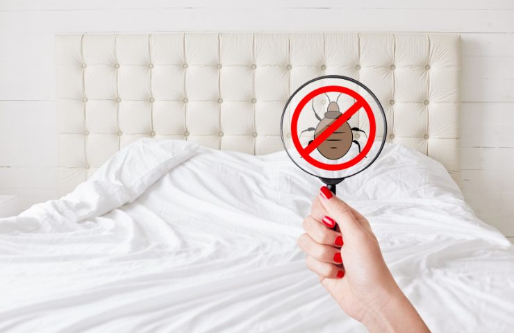 mano regge lente d'ingrandimento con dentro insetto e letto