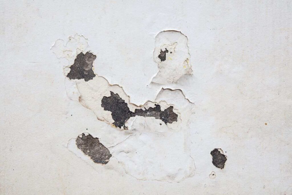 Muro umidità cosa c'è da sapere