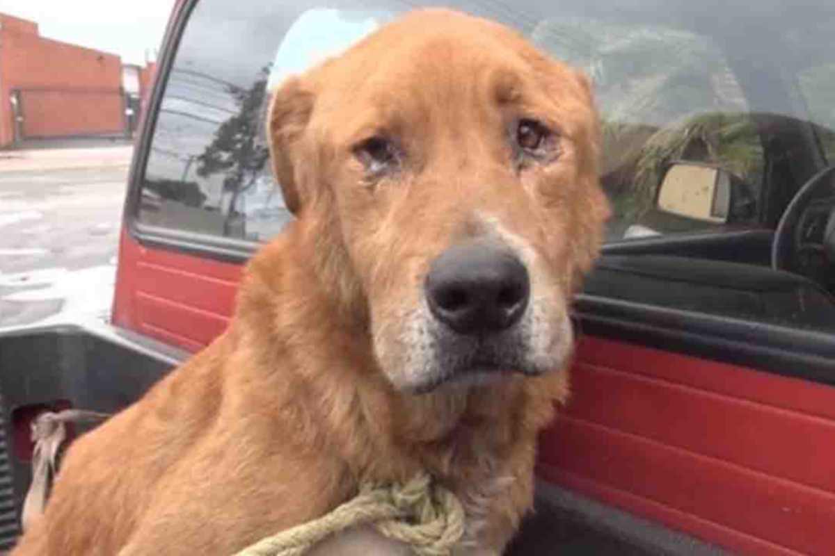 Denuncia ambientalisti