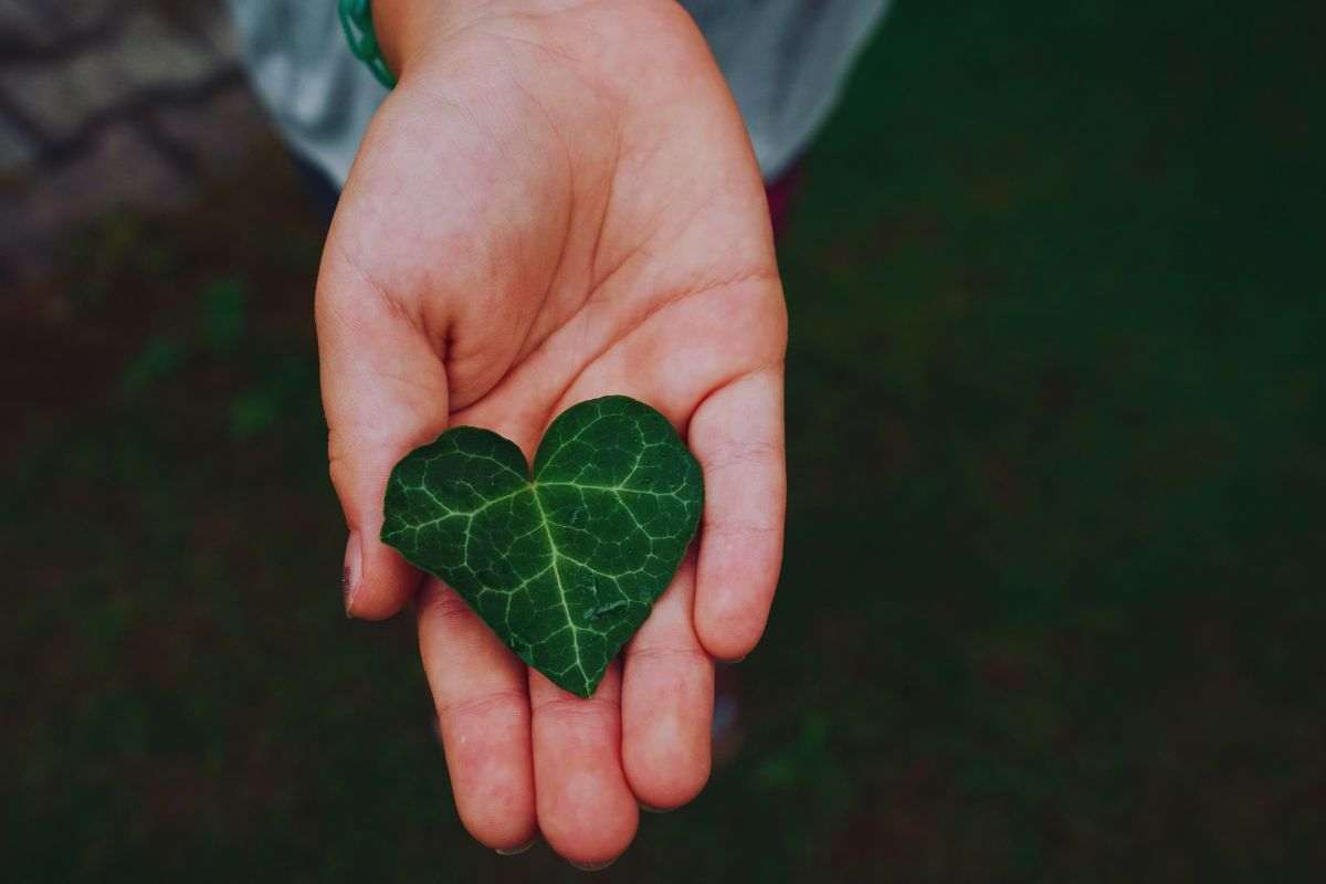 una foglia in una mano aperta