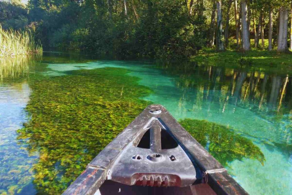 una canoa in un fiume e tante piante intorno
