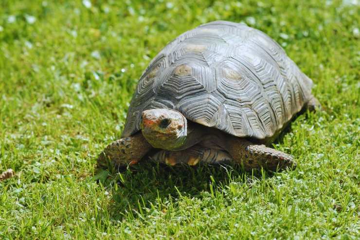 una tartaruga sul prato