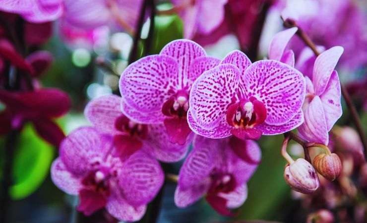 delle orchidee viola