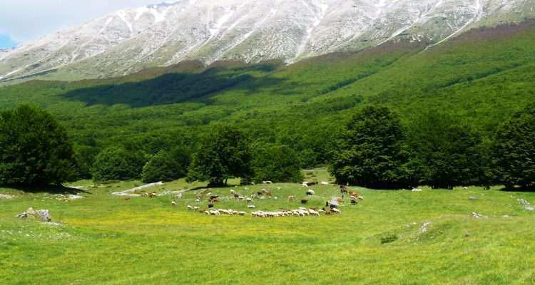 veduta di distesa verdeggiante e montagne