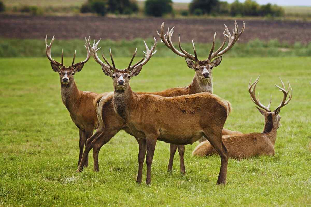 dei cervi su di un prato
