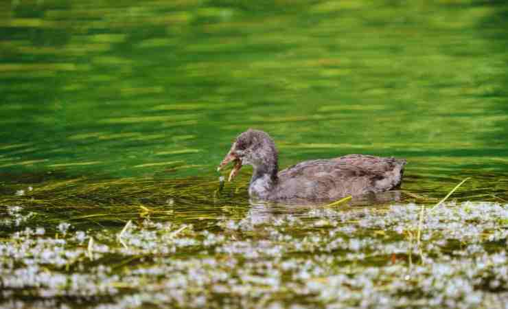 una papera in acqua su un fiume
