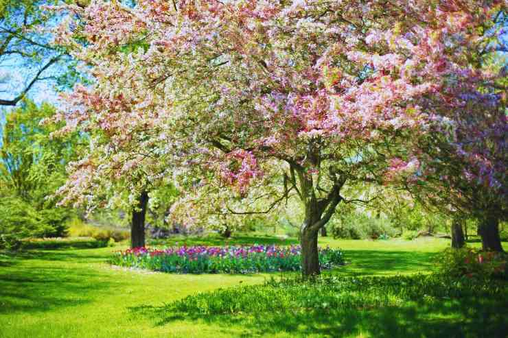 Albero di ciliegio in un prato