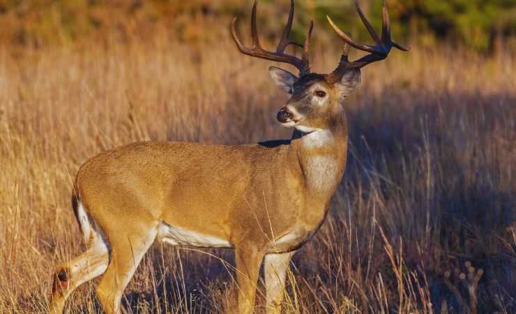 un cervo che guarda lontano