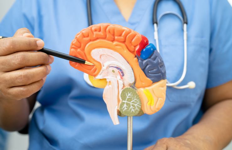 medico che indica con matita modellino cervello
