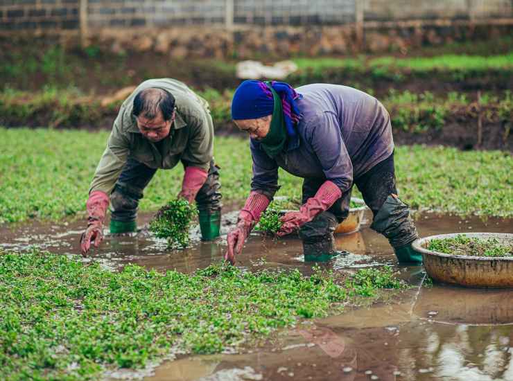 Agricoltori al lavoro