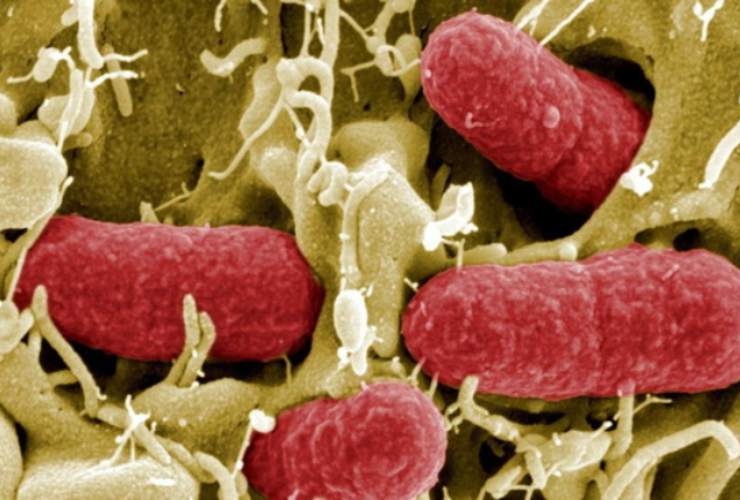 Pericoloso per l'uomo