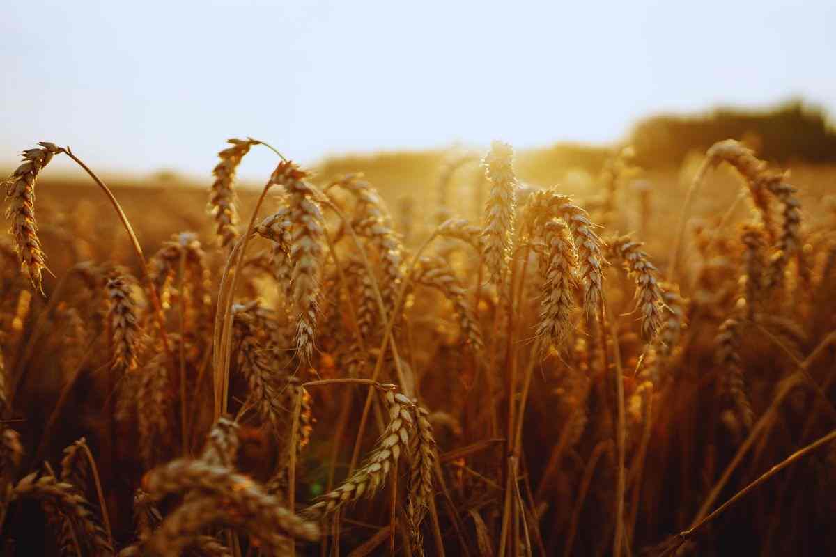Spighe di grano illuminate dal sole