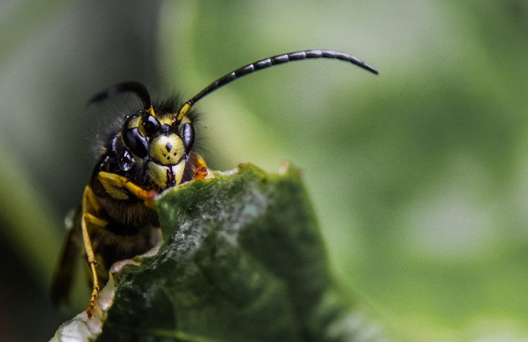 insetto in primo piano
