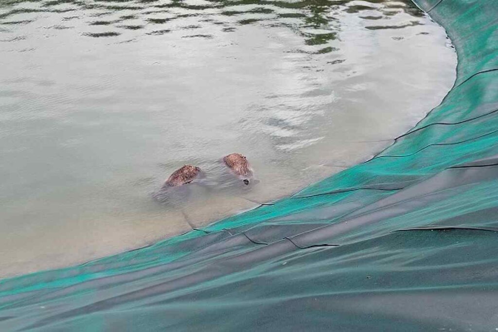 Cuccioli d'orso morti