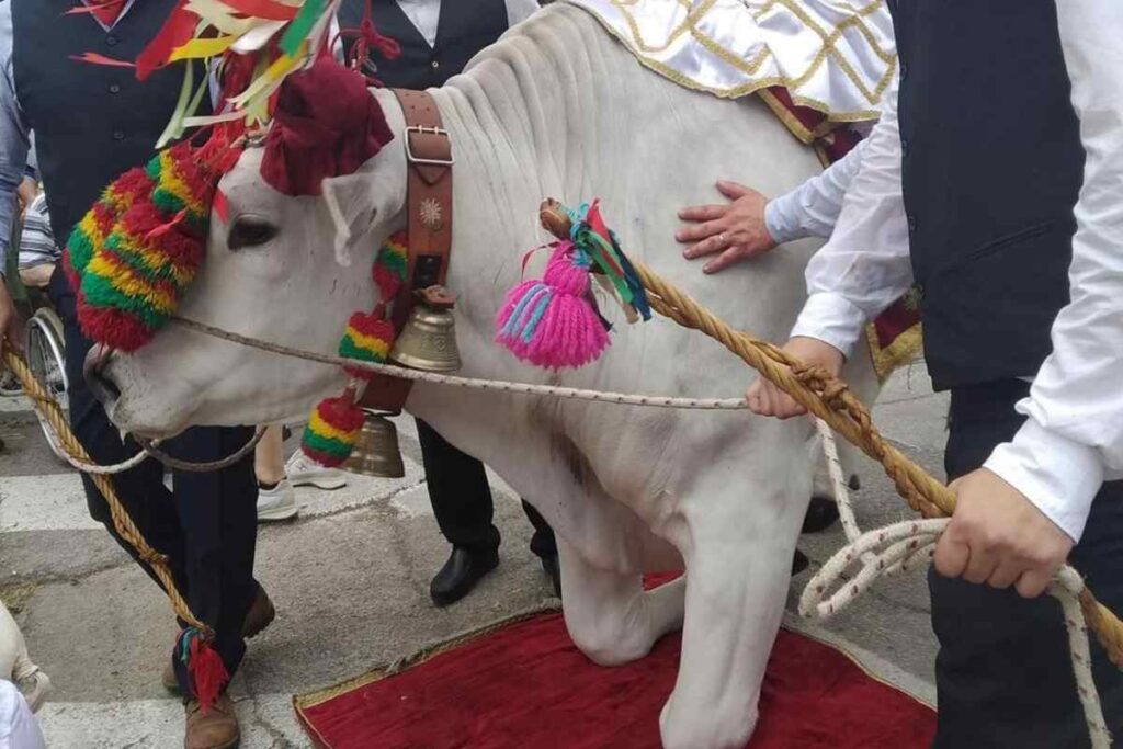 il bue che si inginocchia davanti all'immagine di San Zopito a Loreto Aprutino