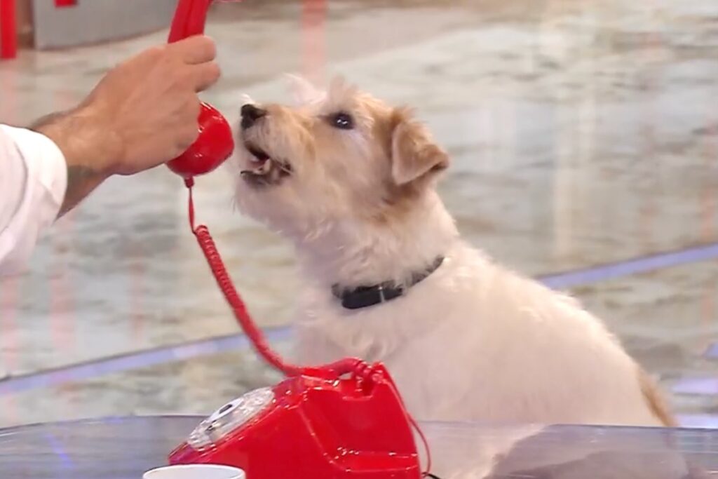 gennarino nello studio di affari tuoi