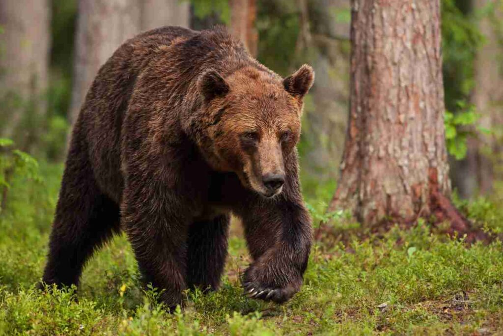 Orso bruno marsicano