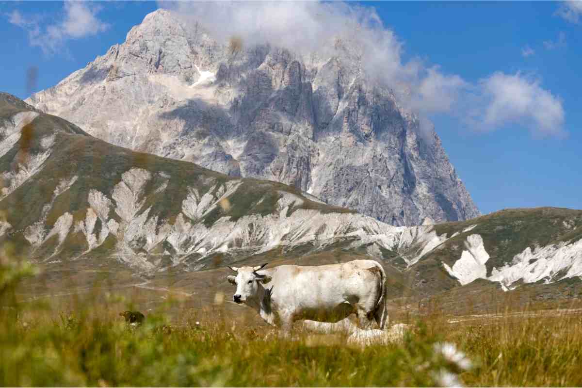 mucca a campo imperatore gran sasso