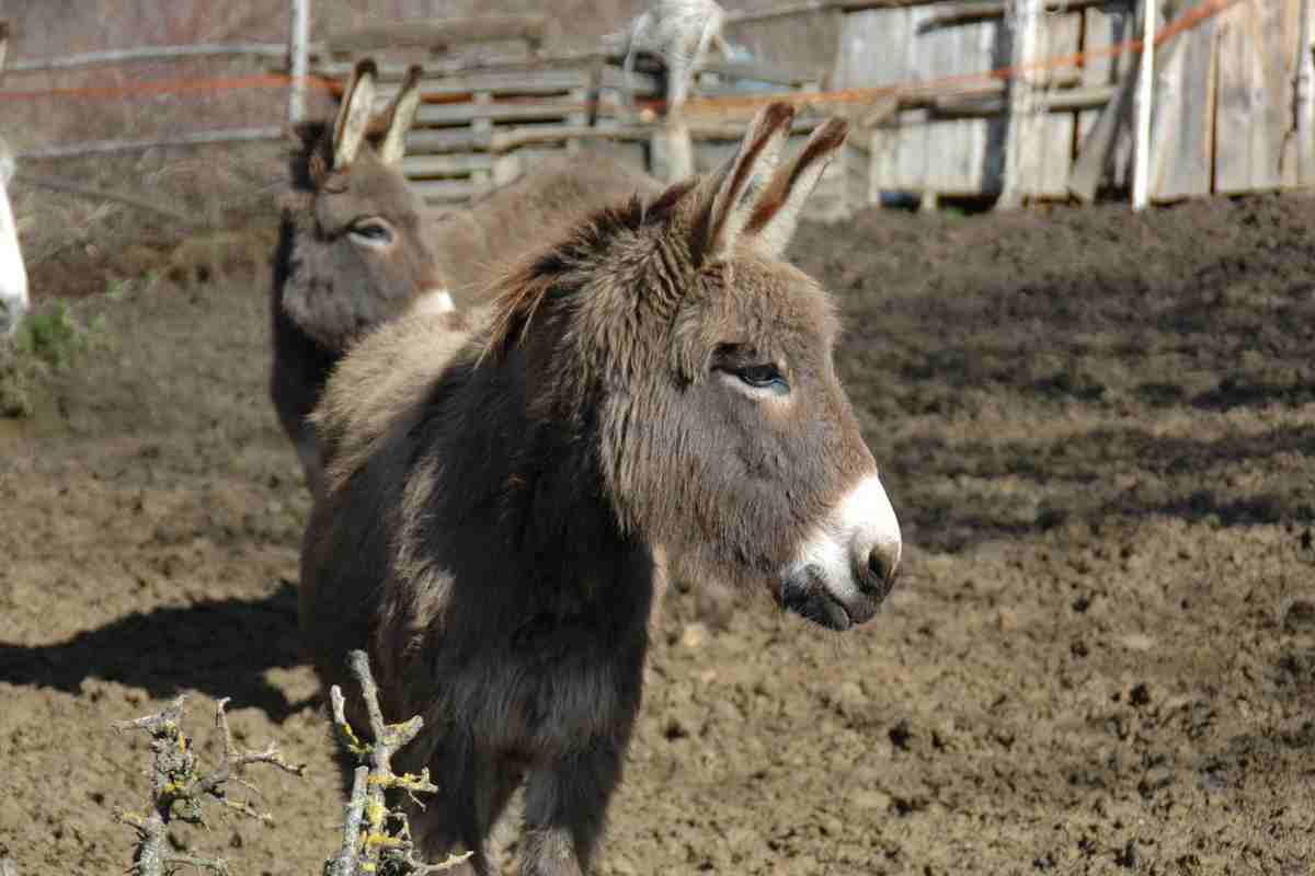 un asino protagonista di uno dei proverbi abruzzesi