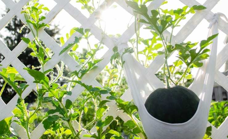 Traliccio balcone terrazzo