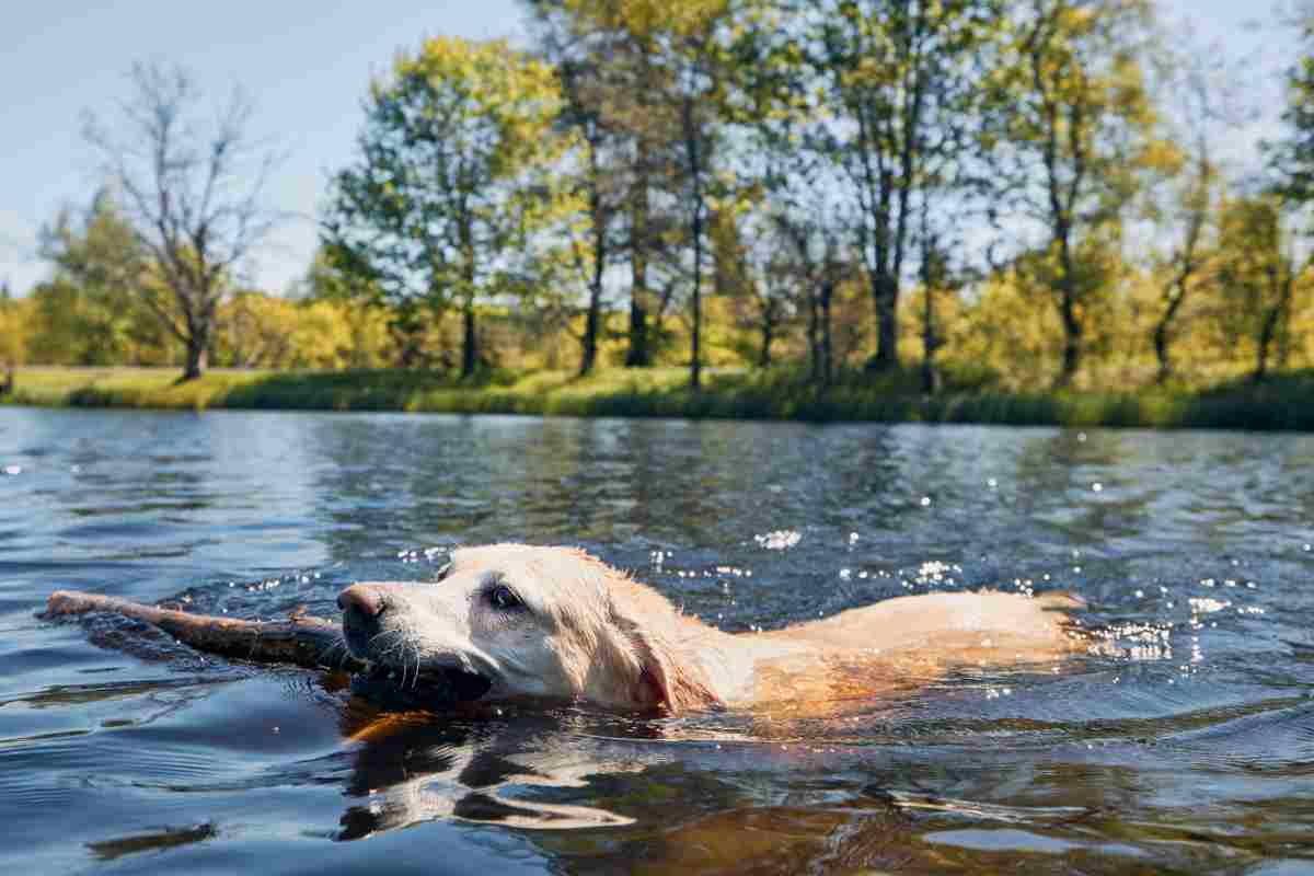 cane con bastone in bocca nuota in un lago in abruzzo