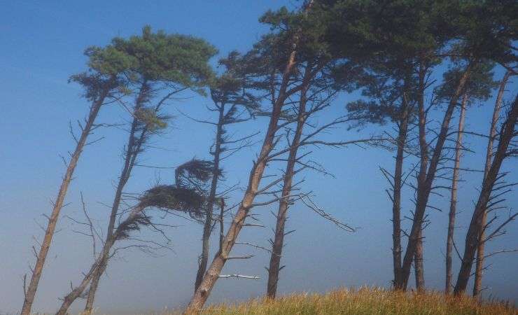 alberi smossi dal vento