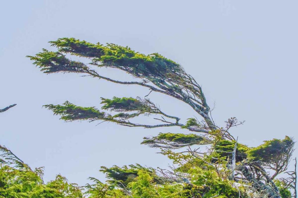 alberi mossi dal vento