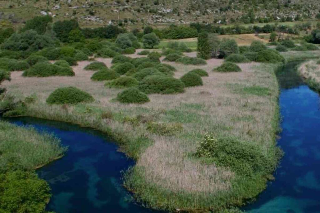 una distesa verde e dell'acqua
