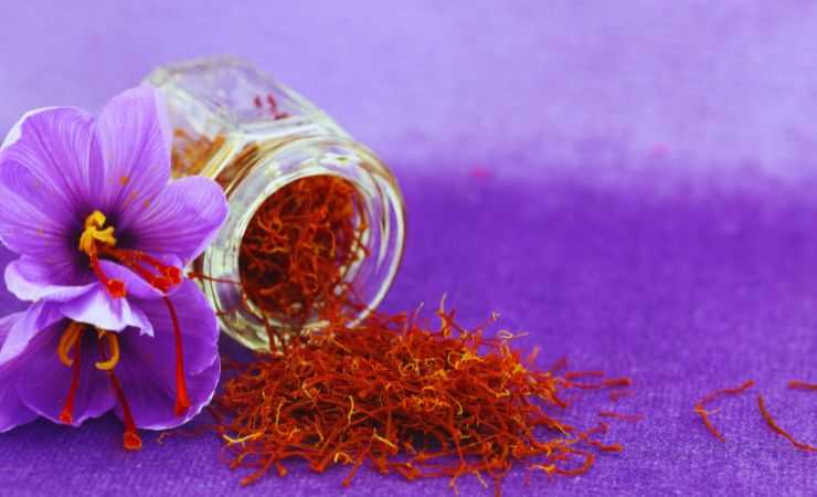 fiori dello zafferano
