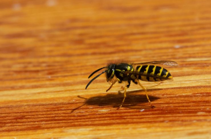 una vespa su un ripiano di legno