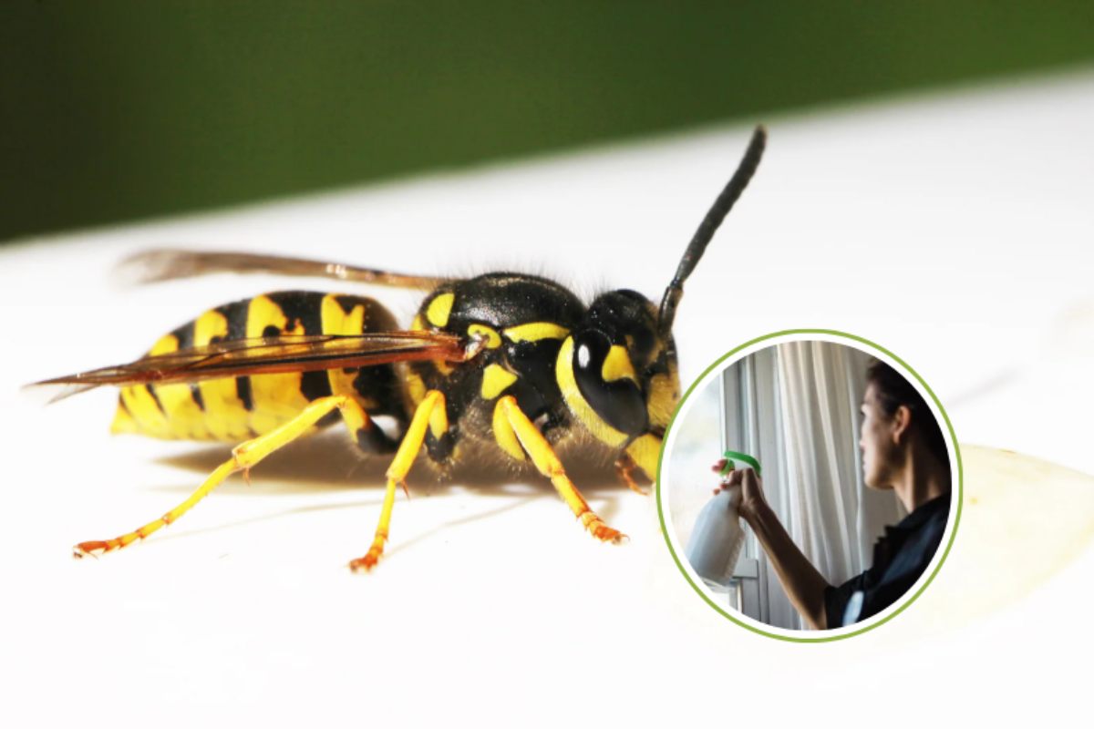 una versa in primo piano e donna con spruzzino