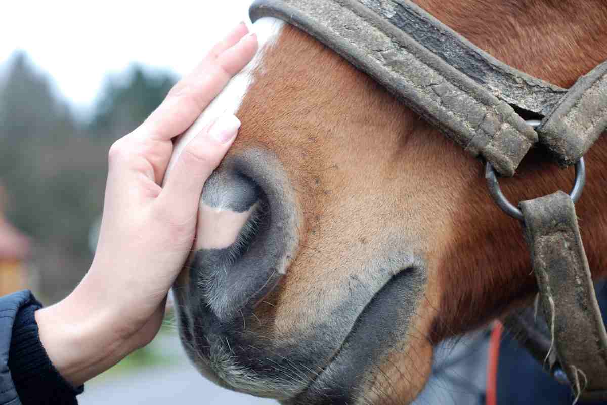 Cavallo accarezzato