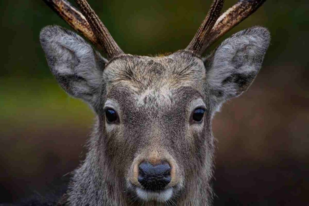 Un cervo in primo piano