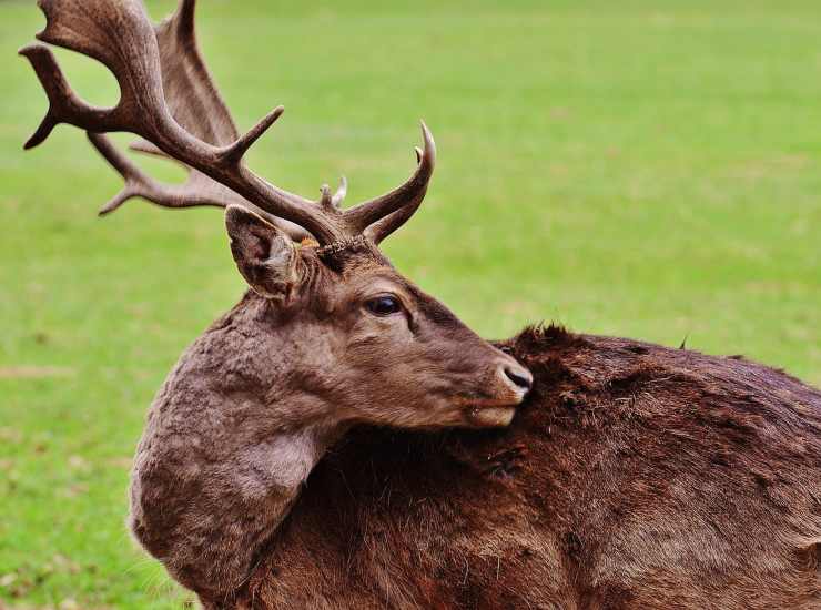 Un cervo in un prato